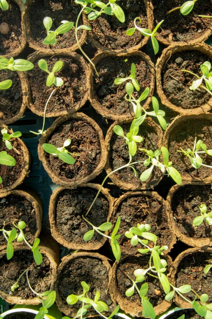 Vertical plan growing seedlings of vegetables and flowers in peat pots. Young plants sitting