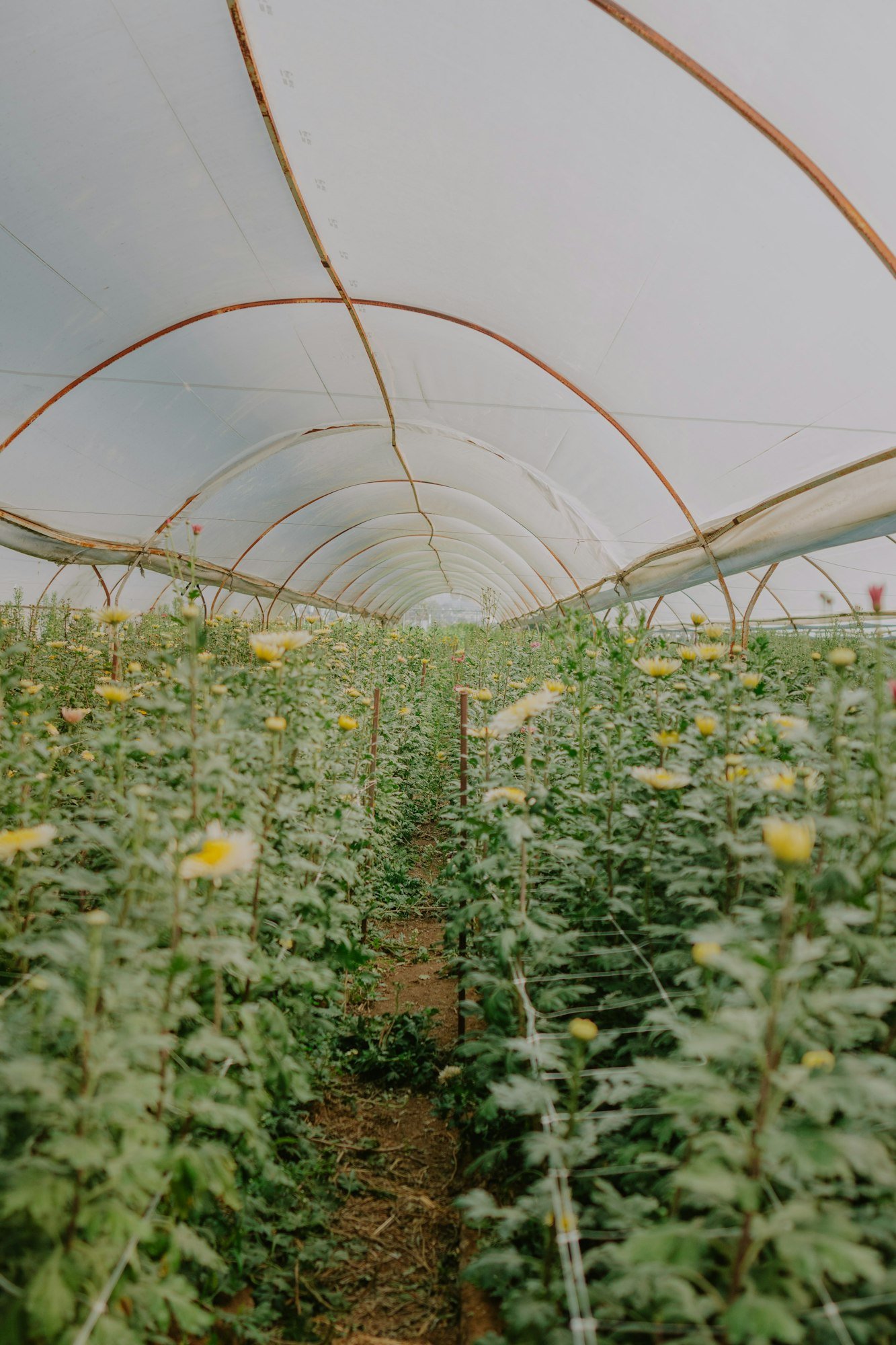 Flowers in a greenhouse