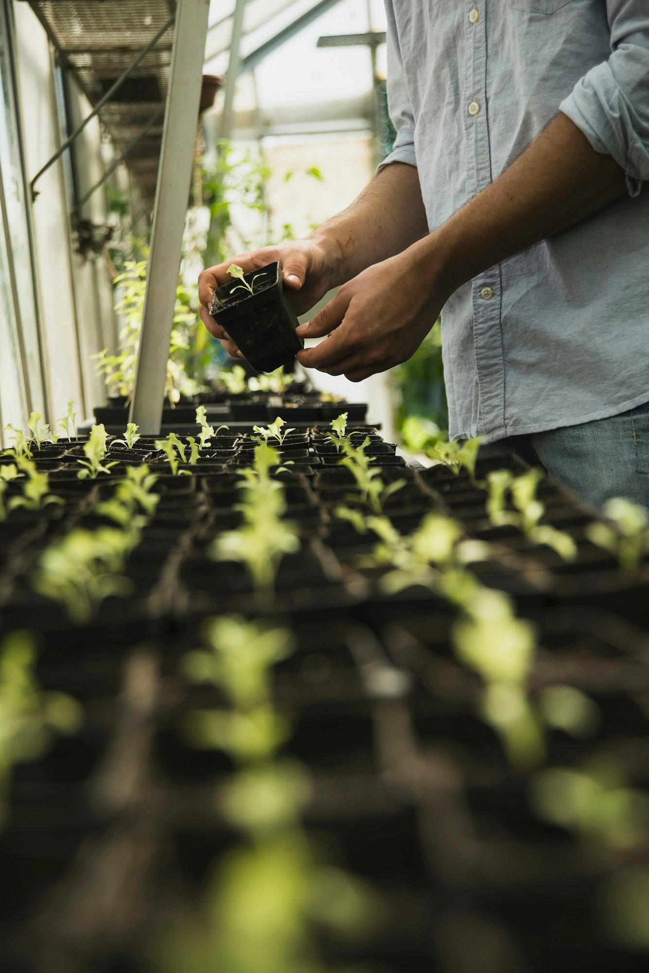 Gardener working in greenhouse