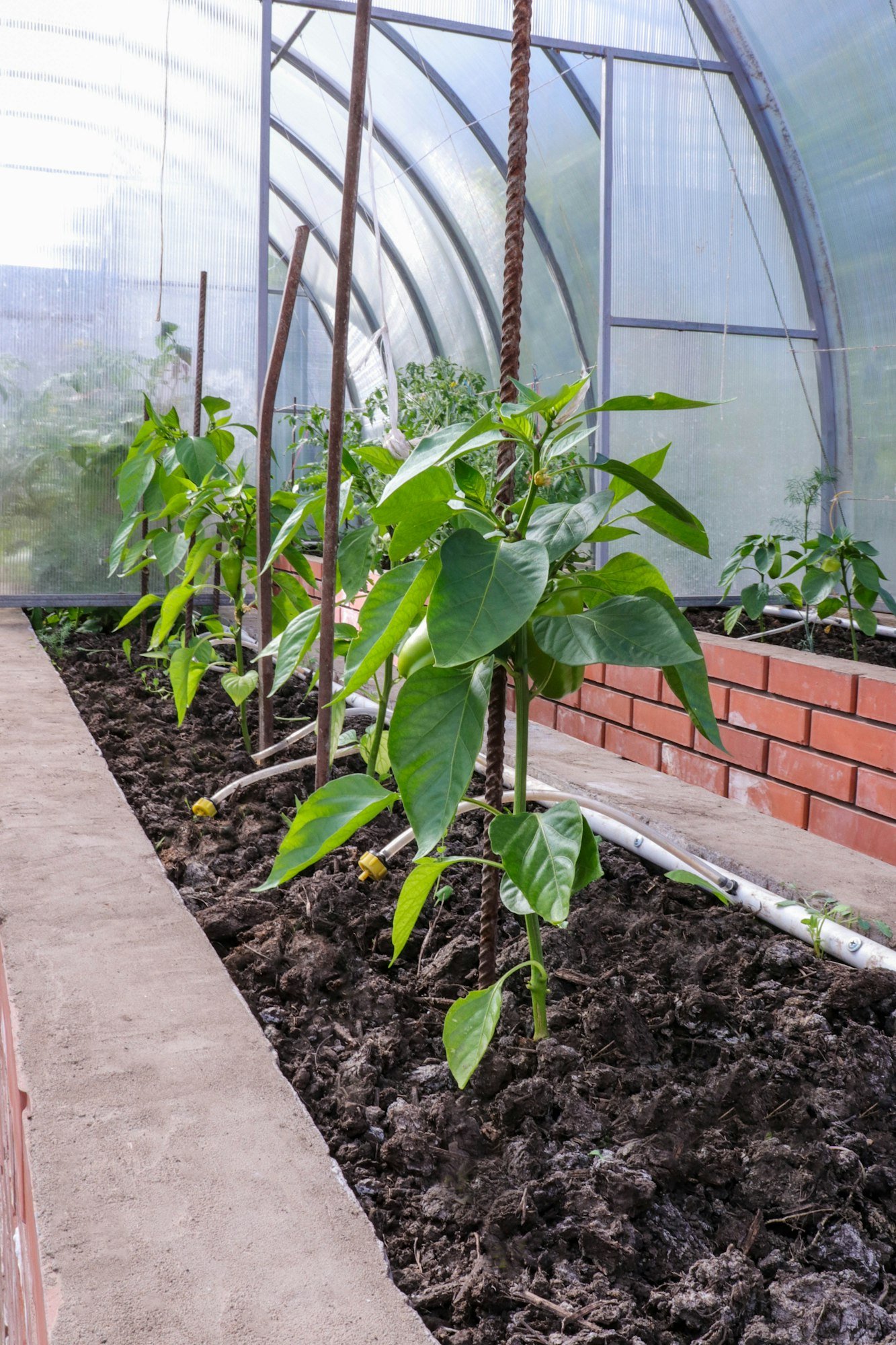 Growing vegetables in a greenhouse. Drip irrigation. Brick beds in the greenhouse.